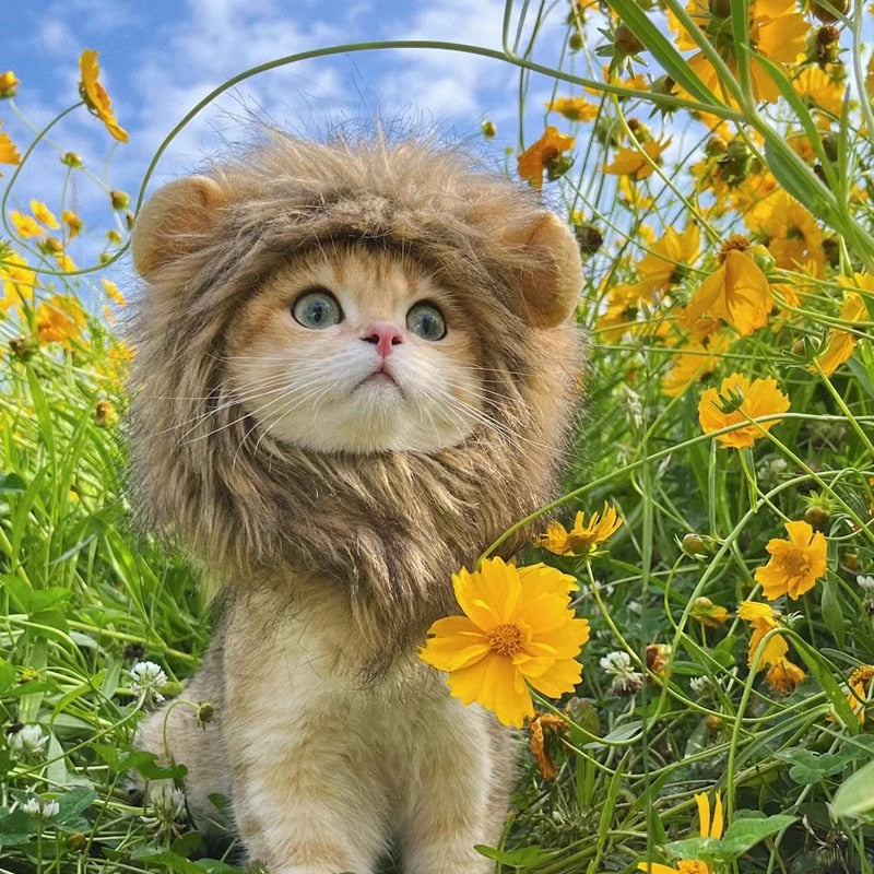 Cute Lion Cap