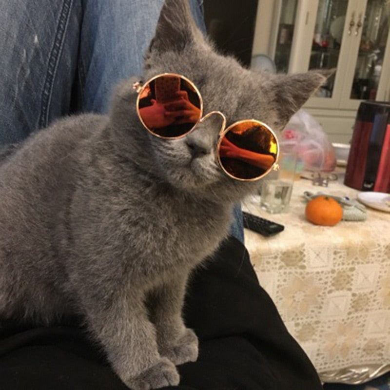 Cat Sunglasses